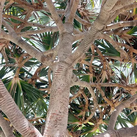 Casa de Férias Stylish With Sea View In Maspalomas Playa del Inglés