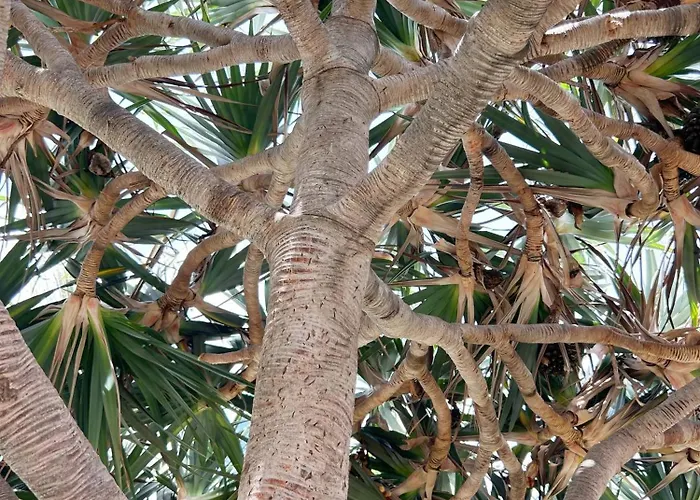 Будинок відпочинку Stylish With Sea View In Maspalomas Плайя-дель-Інглес